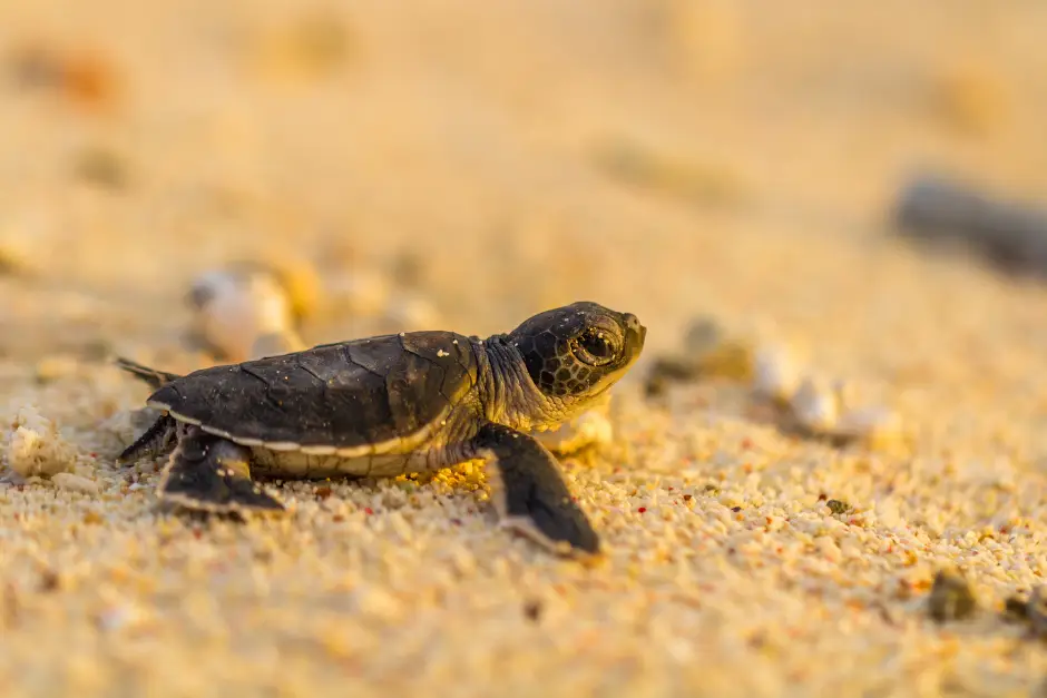 Sea Turtle on an Australian Beach