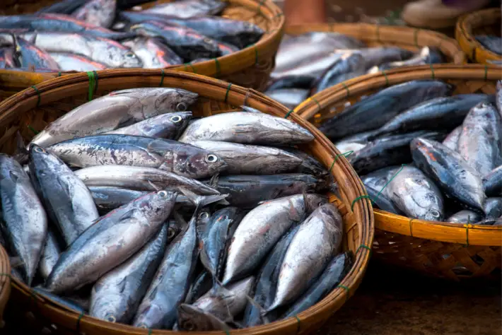 Overfishing in Queensland