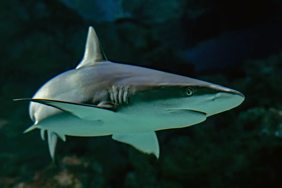 Black Tip Reef Shark at Cairns Aquarium